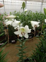 [4133 Forever No01.JPG]